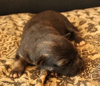 CHIOT
