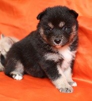 CHIOT