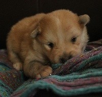 CHIOT