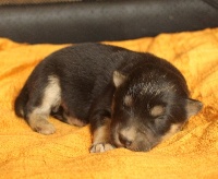 CHIOT