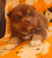 CHIOT
