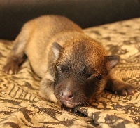 CHIOT