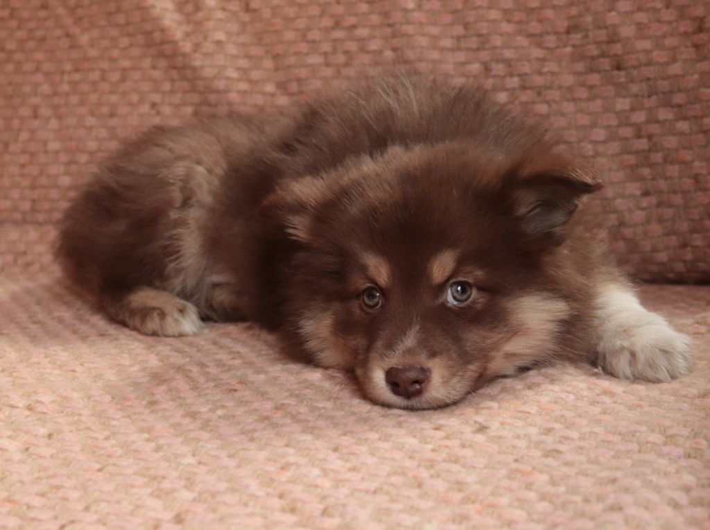 Chiot Chien finnois de Laponie Lanka Fire